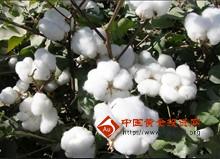 郑棉缩量整理