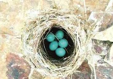 南京紫金山发现五枚蓝色鸟蛋 或是棕头鸦雀的蛋