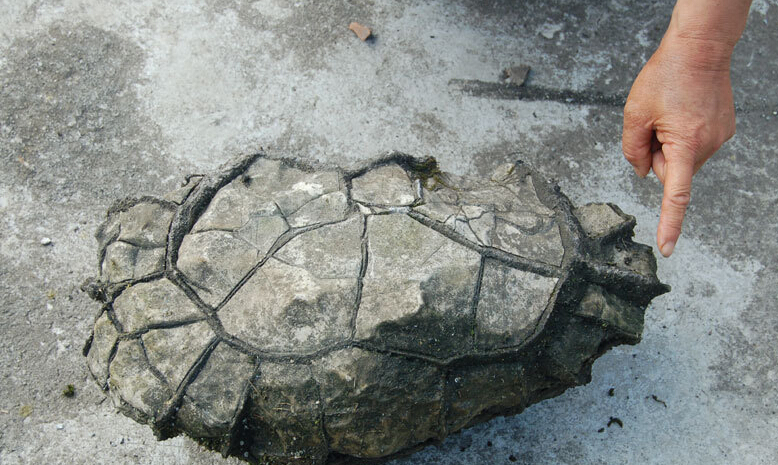 黔江村民发现乌龟状奇石