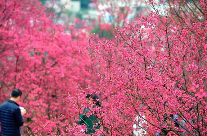 陌上花开!广东韶关樱花绽放如粉红仙境-第5页