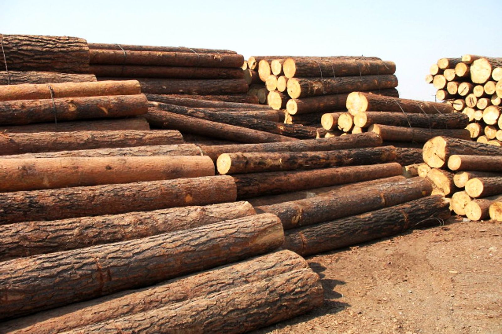 一股新的力量正在中国木材市场崛起
