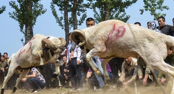 斗羊,民间俗称羊抵头.