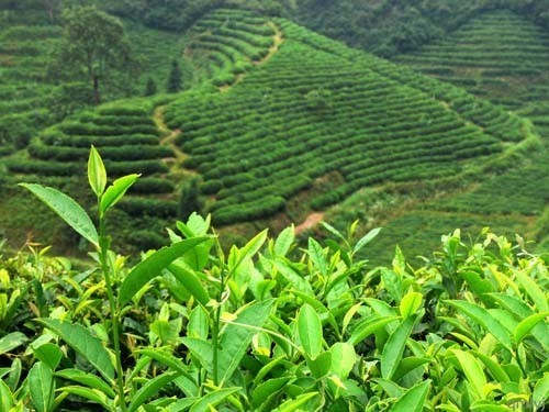 安徽省制茶产量25.7万吨 占全国产量10.5%