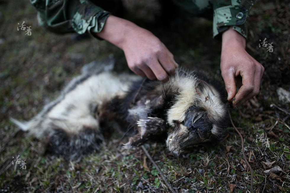 王刚和战友们在不远处发现一只死去的生灵,当地人称为拱猪,已经被猎