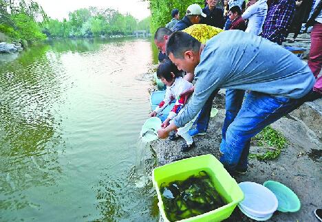 通惠河现大量死鱼 放生鱼不适环境污染