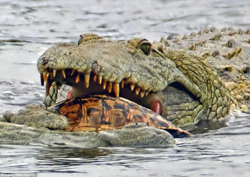 海龟为什么不能缩壳 a3bb0d9ad57be91927ce7fd6e92dd7c9.jpg?_=1464073287657