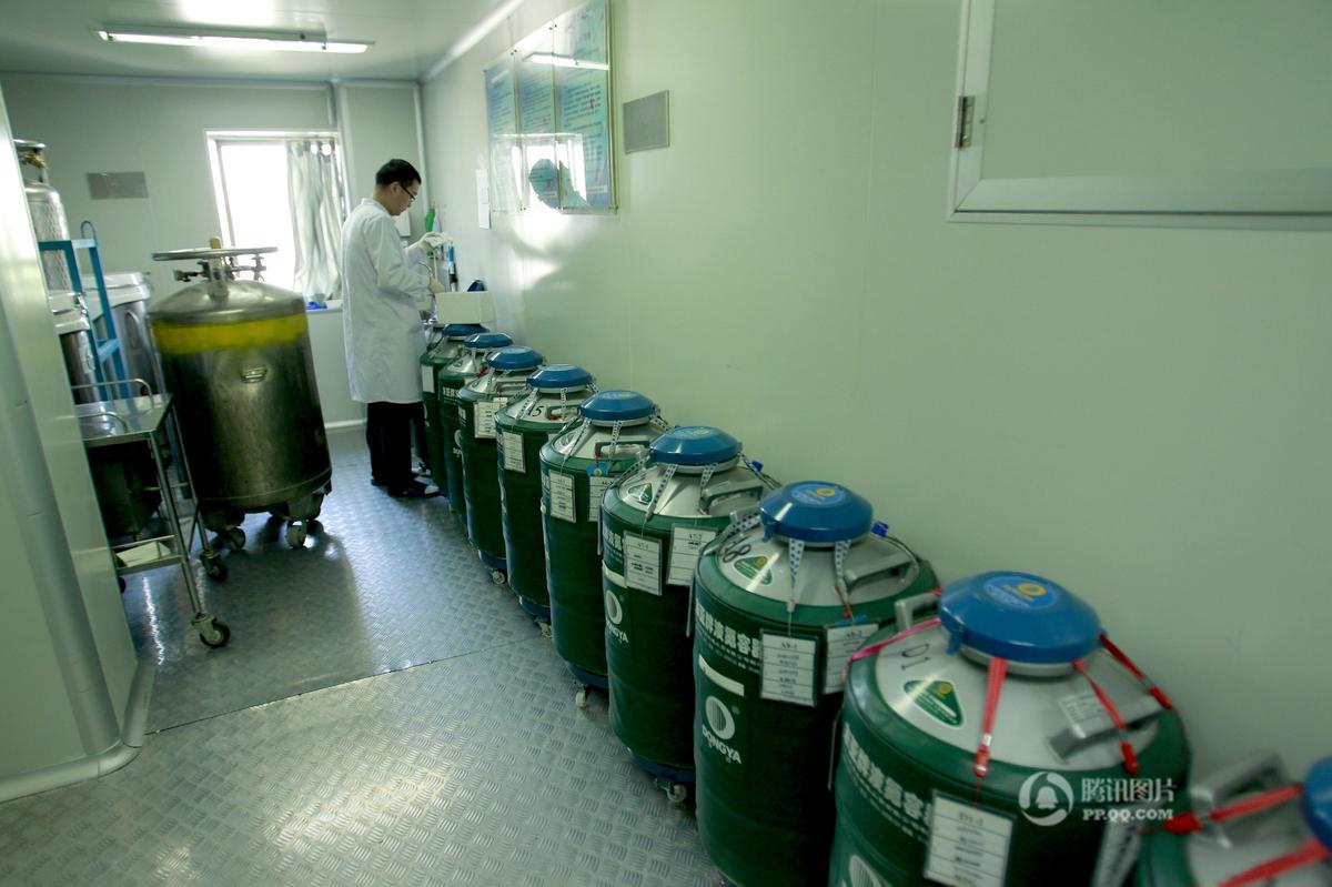 2016年5月30日消息,西安。据国内精子库检测权威报告,正常成年男性精子合格率不足30%。西北妇女儿童医院人类精子库2015年供精者1000人,合格者仅100人,但用精者有1400人。专家说,精子一年不如一年,但精子需求量越来越多。图为2016年5月18日,西安,工作人员正在从液氮容器里取出储藏的精子。每个容器内储藏900支精子,西安精子库约有2万份精子储备。