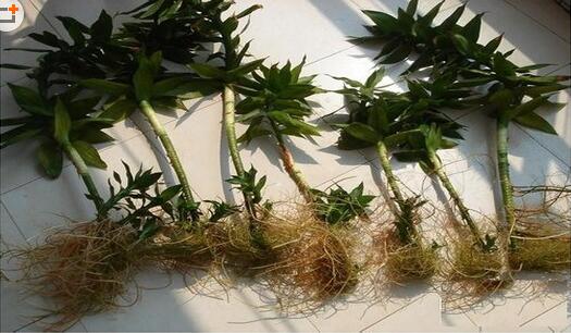 富贵竹叶子发黄加白醋