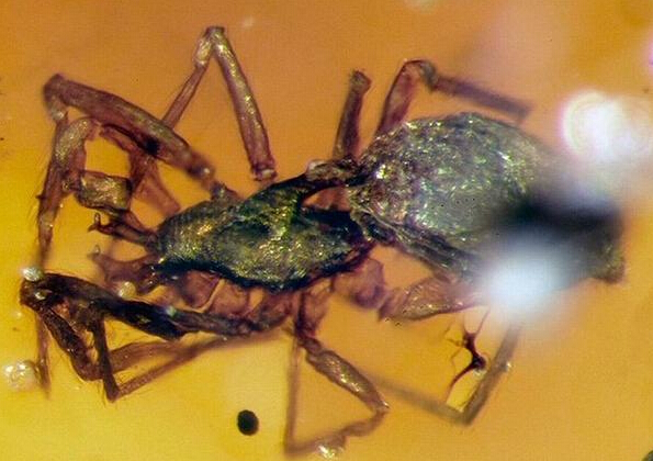 科学家在9900万年前远古琥珀中发现"盔甲蜘蛛"