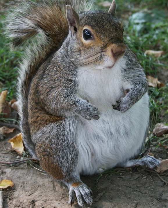 虽然动物们胖胖的模样令人忍俊不禁,但肥胖却带来一系列问题,比如令