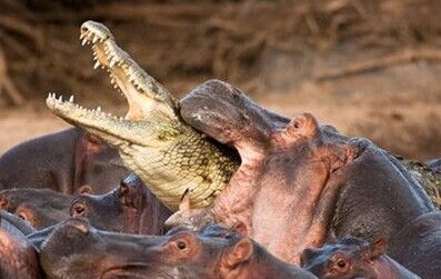 最可怕的动物有哪些 2956c6d24a2d2932898f9bf2824a39f8.jpg?_=1470274335185