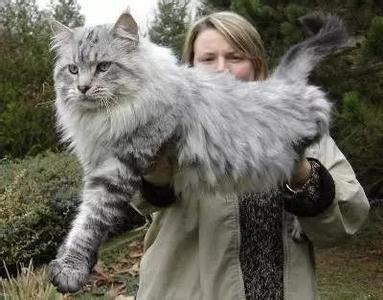 虽然缅因猫的体型比一般的猫都要大,但重达28磅则是非常罕见,故此一般