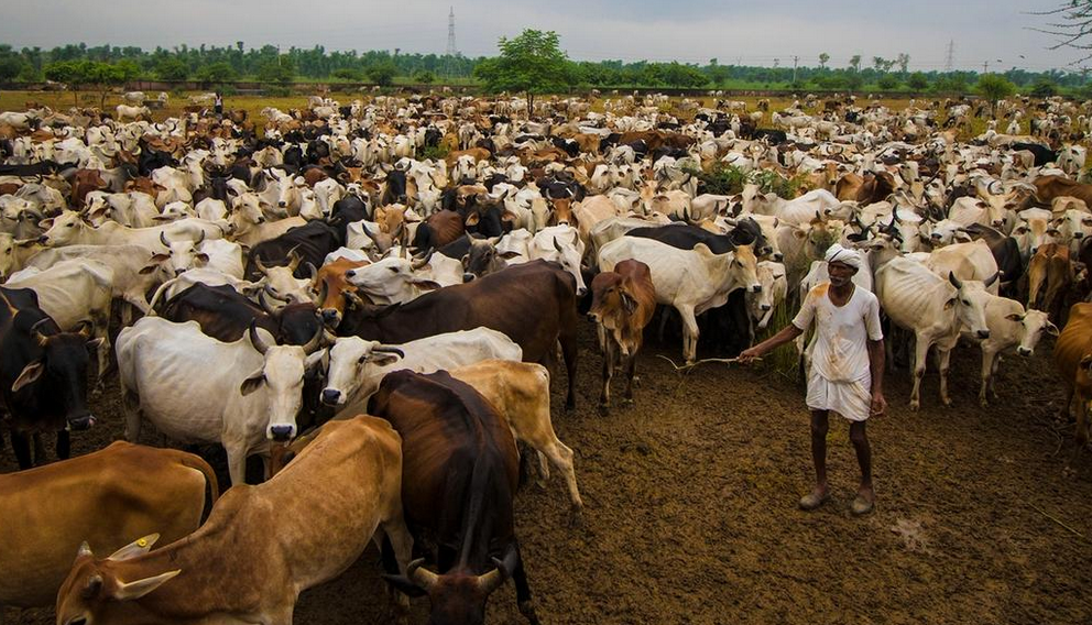 印度养牛场未发工资工人罢工 百余头牛15天无人喂食
