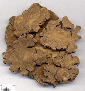 川芎的作用有哪些_中药川芎的作用