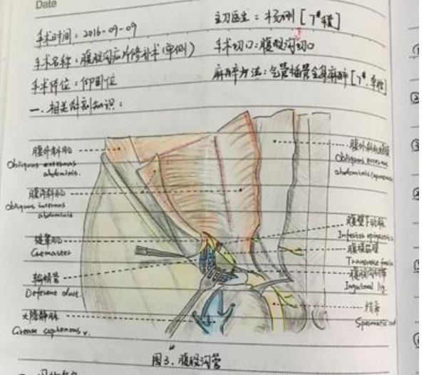 美女护士笔记走红 手绘精致的解剖图