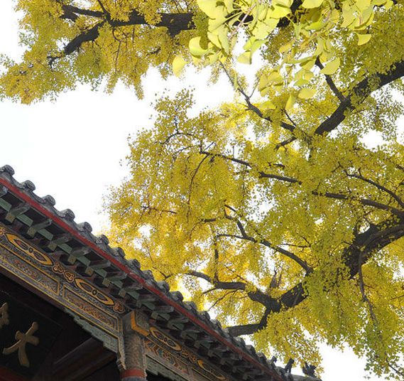 老庙黄金延安南大街金店_老庙黄金延安南大街