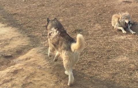 动物园狼舍现二哈 二哈竟与狼打招呼