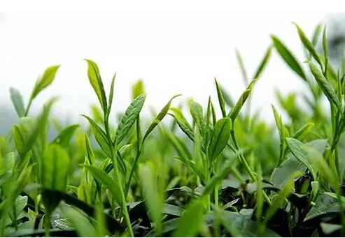 农业部要求加强标准化茶叶产业发展