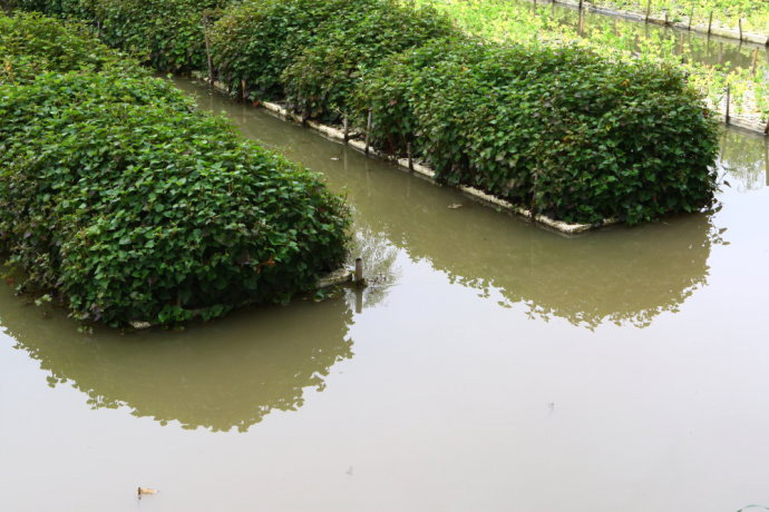 水上浮板种菜改善环境 没有虫子直接摘来吃