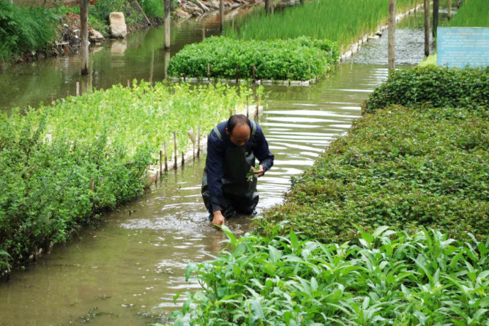 水上浮板种菜改善环境 没有虫子直接摘来吃