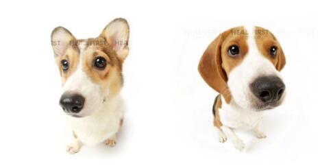 HEAD FIRST大头狗联合缘之钻珠宝强势登陆中国市场