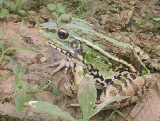 商机无限,本地青蛙养殖开启全行业养殖新动力