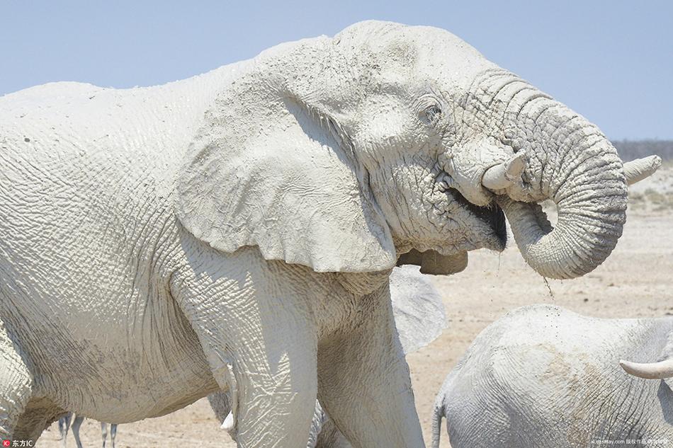 地方,由于当地气候燥热,大象们喜欢吸取盐湖中的白泥水互相喷洒在身上