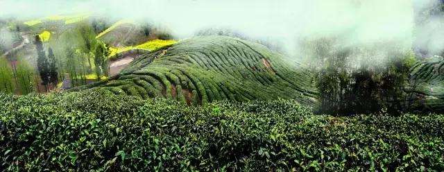 6月,陕西省宁强县21户茶叶种植户收到了中国人寿财险近108万元茶叶