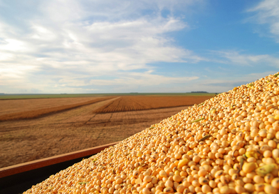 东北玉米大豆遭干旱 今年粮食供应将减少?-第3页