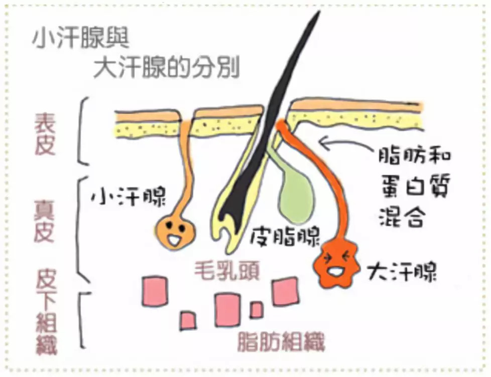 舒耐止汗产品里都添加了一种特殊的吸汗成分,与大汗腺分泌的粘液结合