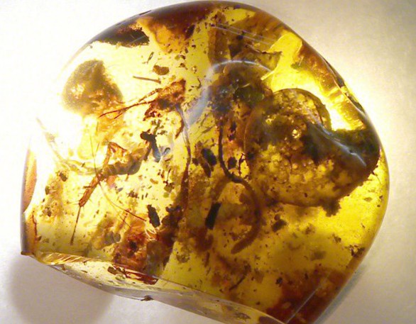一枚罕见的琥珀中包裹了一只史前海洋动物"菊石"