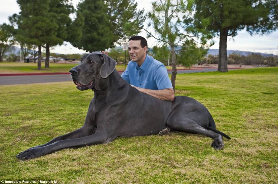 大丹犬