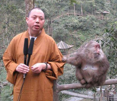 延参法师因为录节目被猴搅局的视频而在网上爆红,对于这只猴子,粟在