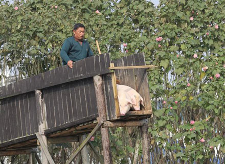 村民赶猪上跳台跳水