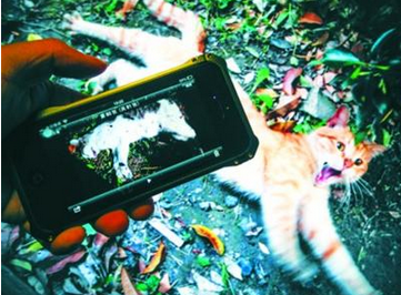 上海一小区10只流浪猫暴毙 死前口吐黄水体表