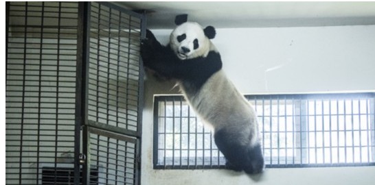 成都两只功夫熊猫空降长沙 抱着空调撒不了手