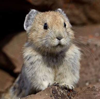 应对全球变暖 北美鼠兔改变食谱吃苔藓