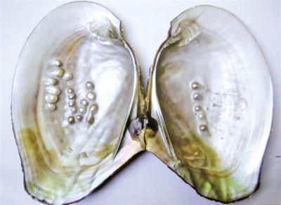 罕见河蚌内含有24颗珍珠
