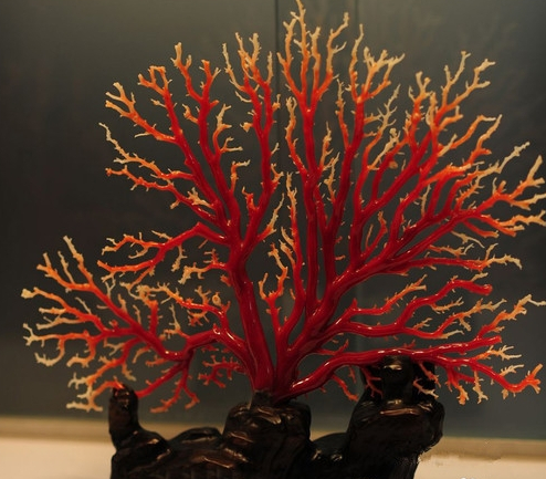 红鞭珊瑚图片