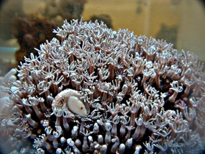 造礁珊瑚简介