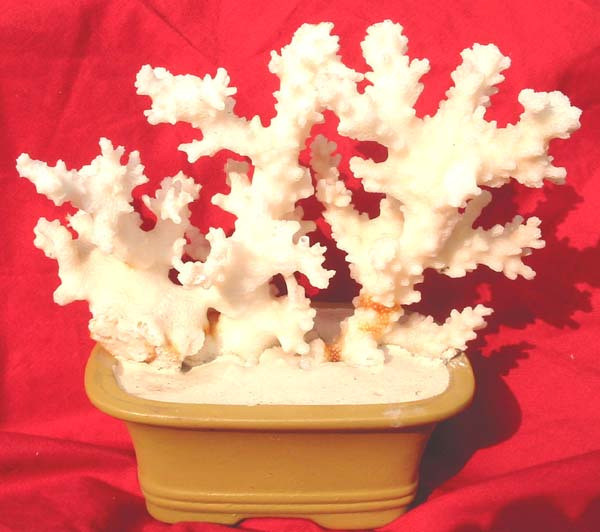 白珊瑚价值