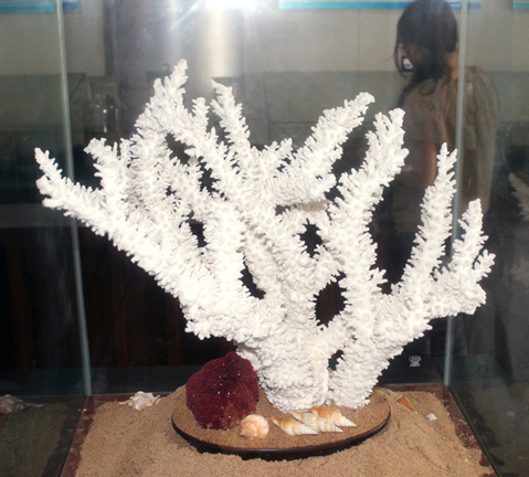 鹿角珊瑚饲养条件