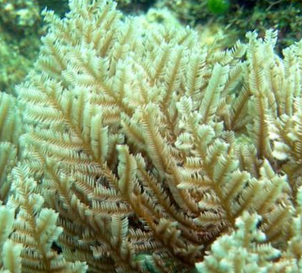 造礁珊瑚生长影响因素