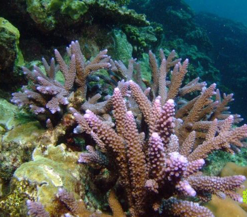 鹿角珊瑚物种代表