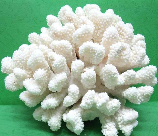 鹿角珊瑚种属特征