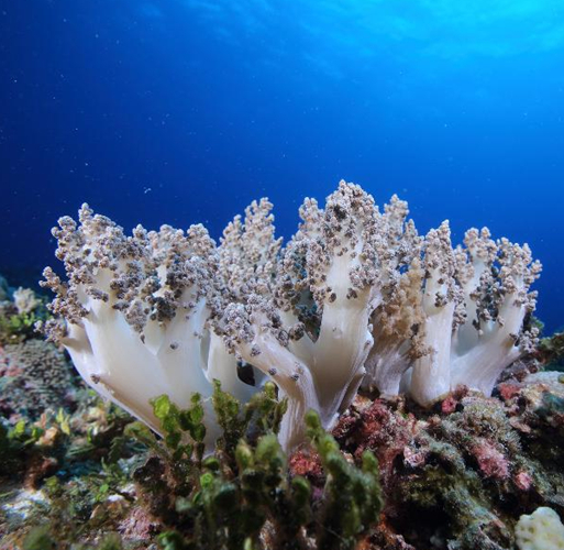 造礁珊瑚亲缘分析