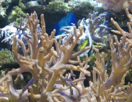 鹿角珊瑚分布范围
