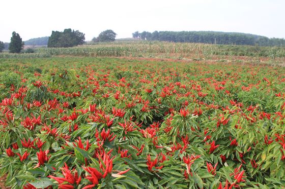 巷贤镇种植的近千亩辣椒喜获丰收