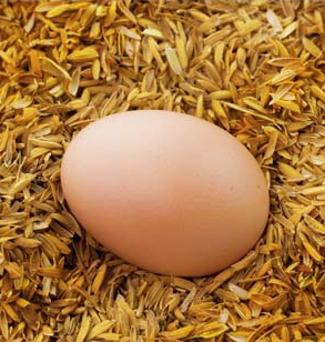 鸡蛋期货系统性风险增加