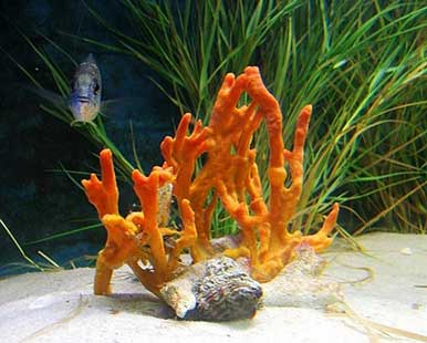 珊瑚的颜色有哪几种